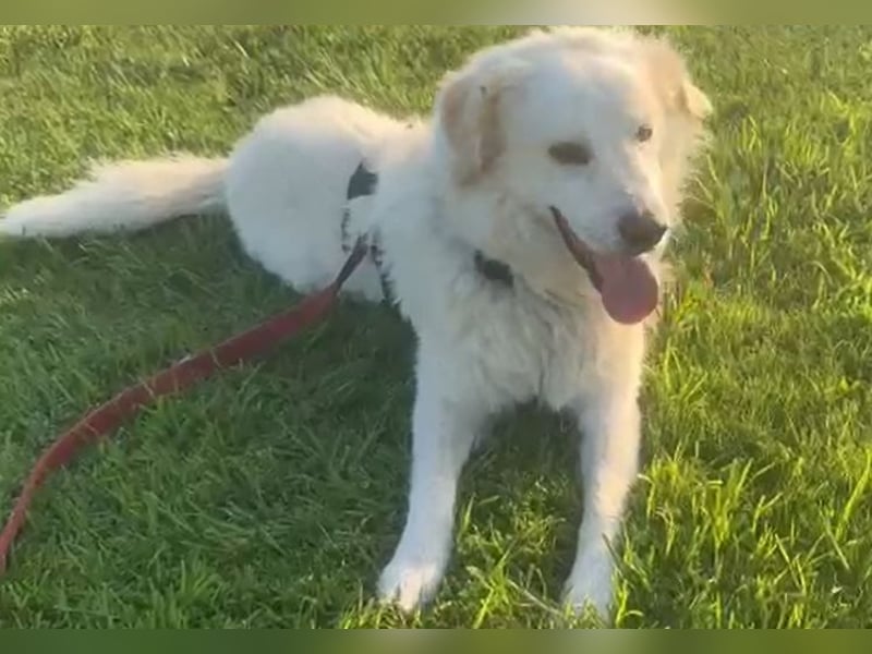 Pastorello: Traumhund sucht...