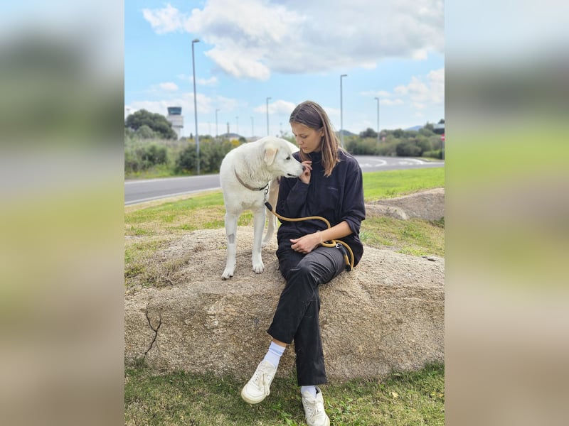 Lucio: Traumhund ohne Wenn und Aber