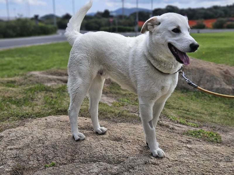 Lucio: Traumhund ohne Wenn und Aber