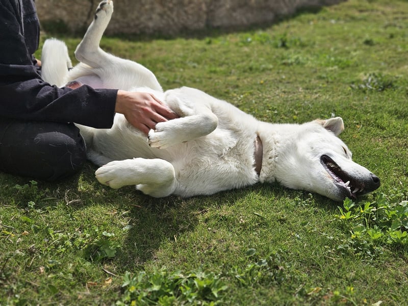 Lucio: Traumhund ohne Wenn und Aber