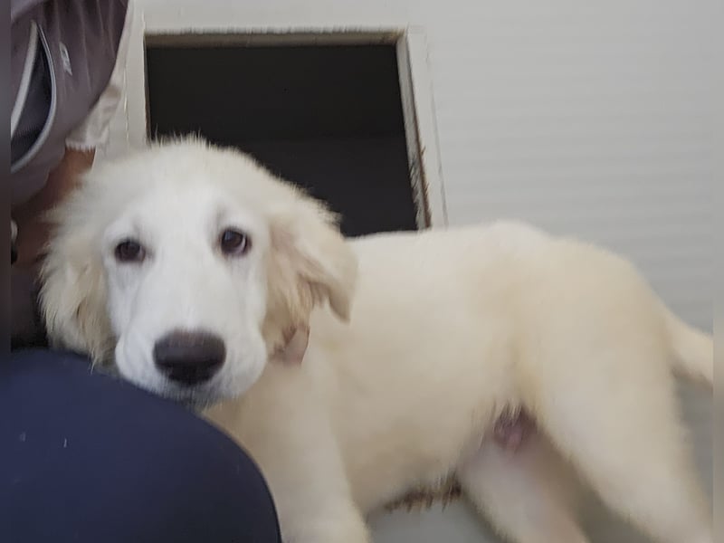 Lars: seine Hobbys: spielen, toben, kuscheln