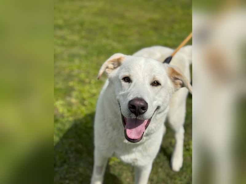 Lucio: Traumhund ohne Wenn und Aber
