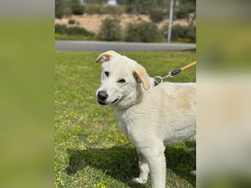 Lucio: Traumhund ohne Wenn und Aber