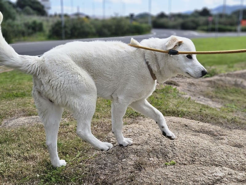 Lucio: Traumhund ohne Wenn und Aber
