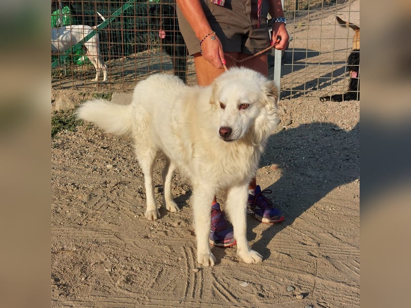 Pastorello: Traumhund sucht...