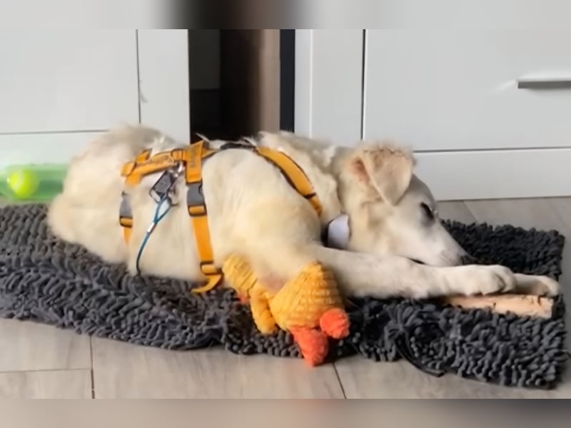 Cole: Lausbub zum Verlieben