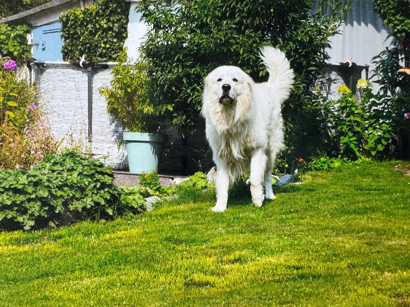 Deckrüde Maremmano Maremmen Abruzzen Schäferhund