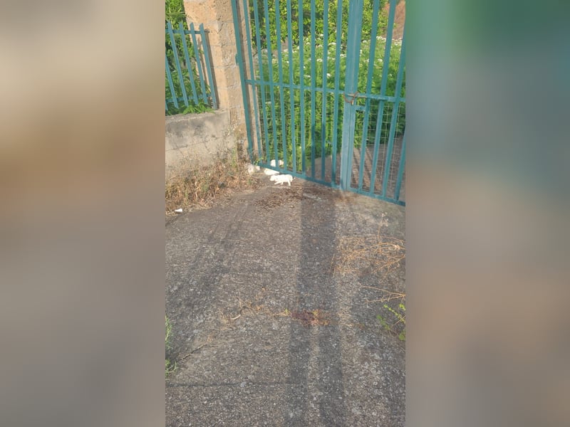 Rocky – und jetzt in die Familienhundeschule starten…….
