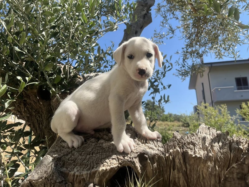 Rocky – und jetzt in die Familienhundeschule starten…….