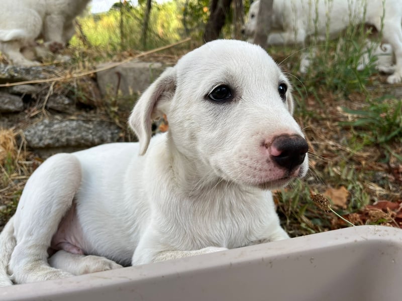 Rocky – und jetzt in die Familienhundeschule starten…….