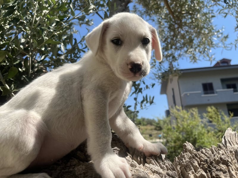Rocky – und jetzt in die Familienhundeschule starten…….