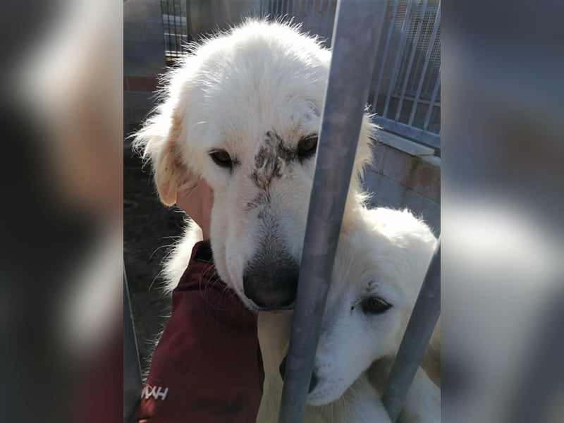 Cotton - Menschenanbeter in XXL-