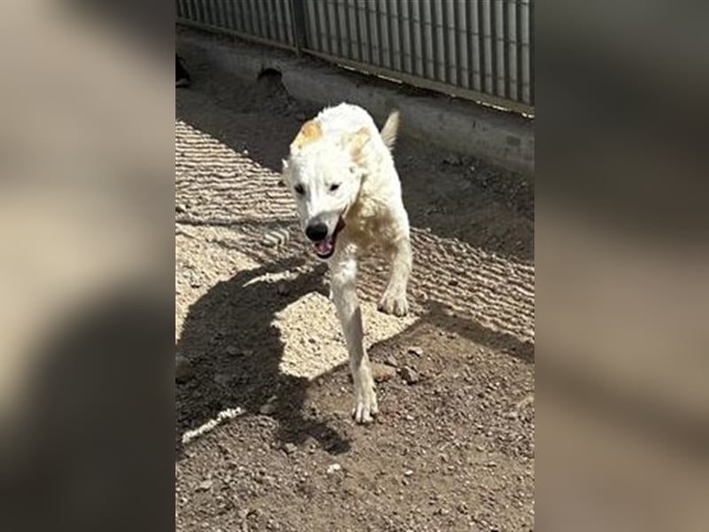 Rao - Junghund auf der Suche nach Abenteuern