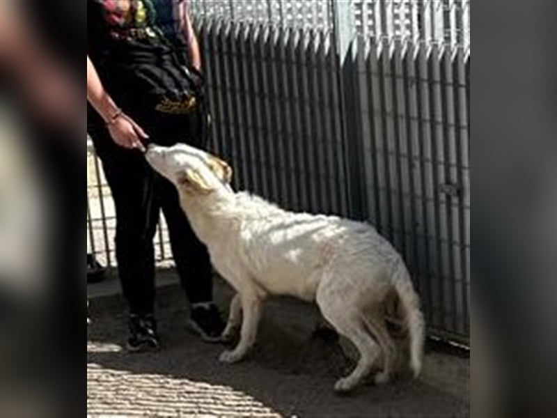 Rao - Junghund auf der Suche nach Abenteuern