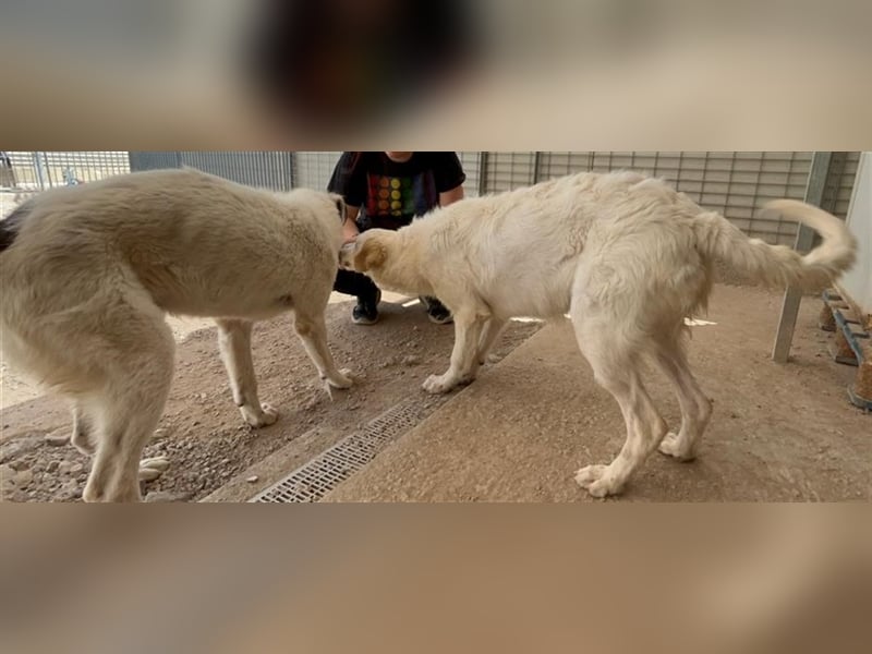 Rao - Junghund auf der Suche nach Abenteuern