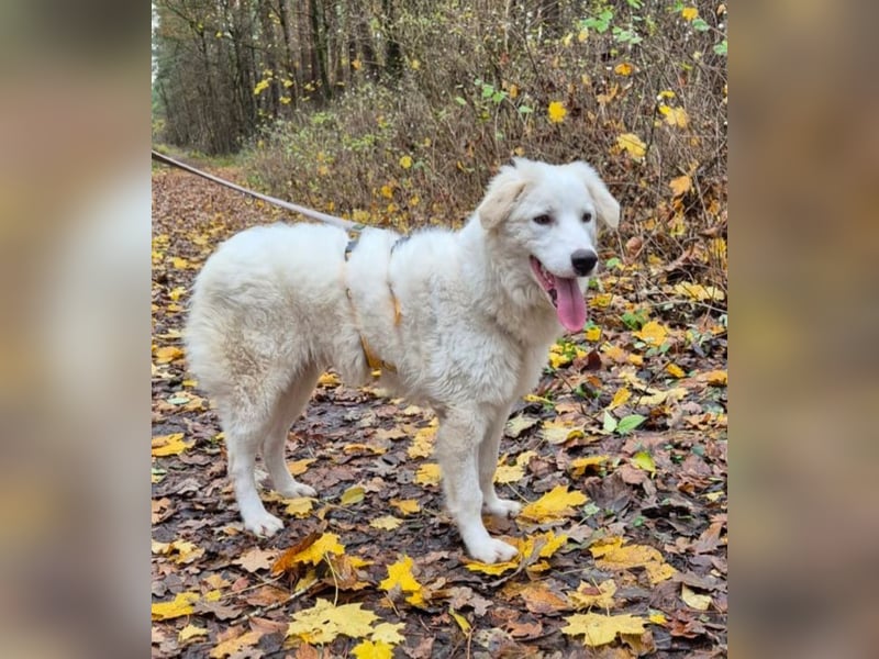 Alain: unkomplizierter Familienhund