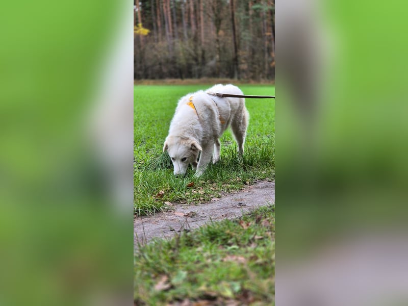 Alain: unkomplizierter Familienhund