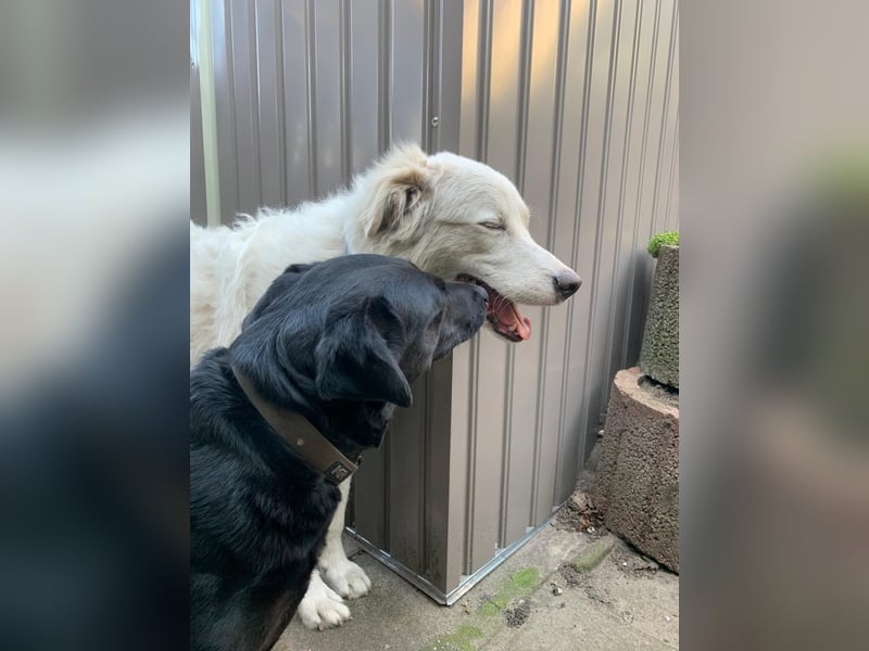 Alain: unkomplizierter Familienhund