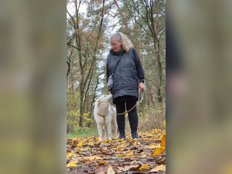 Alain: unkomplizierter Familienhund
