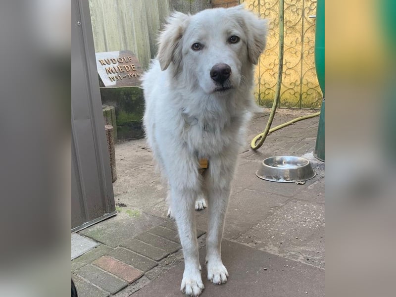 Alain: unkomplizierter Familienhund