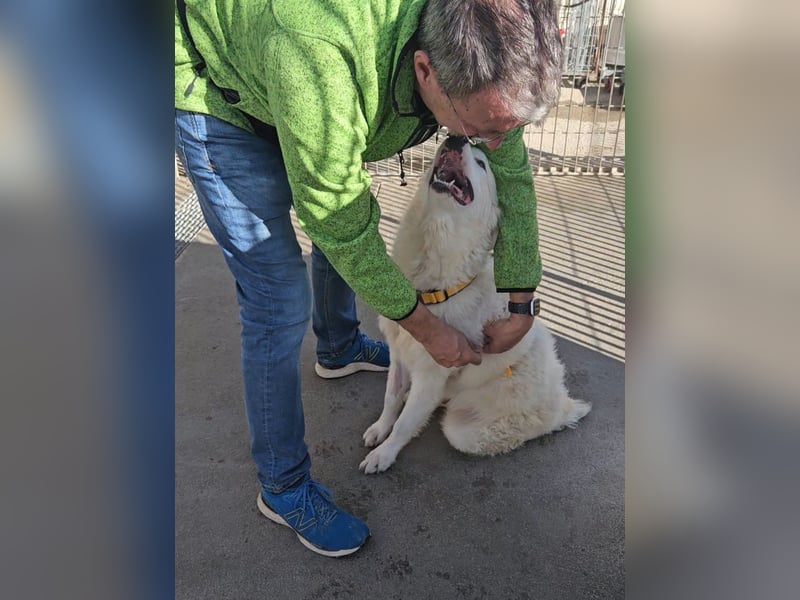 Alain: unkomplizierter Familienhund
