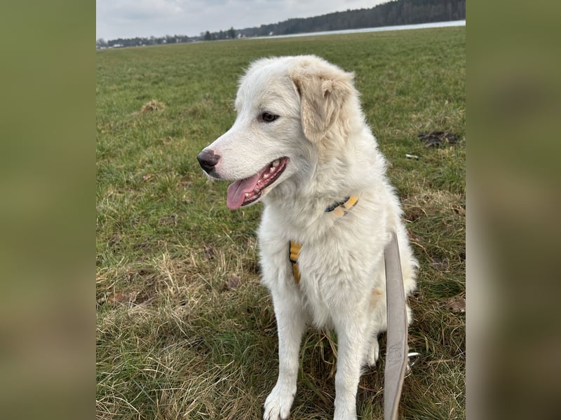 Alain: unkomplizierter Familienhund