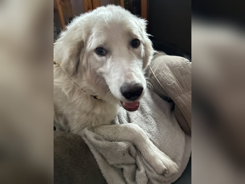 Alain: unkomplizierter Familienhund