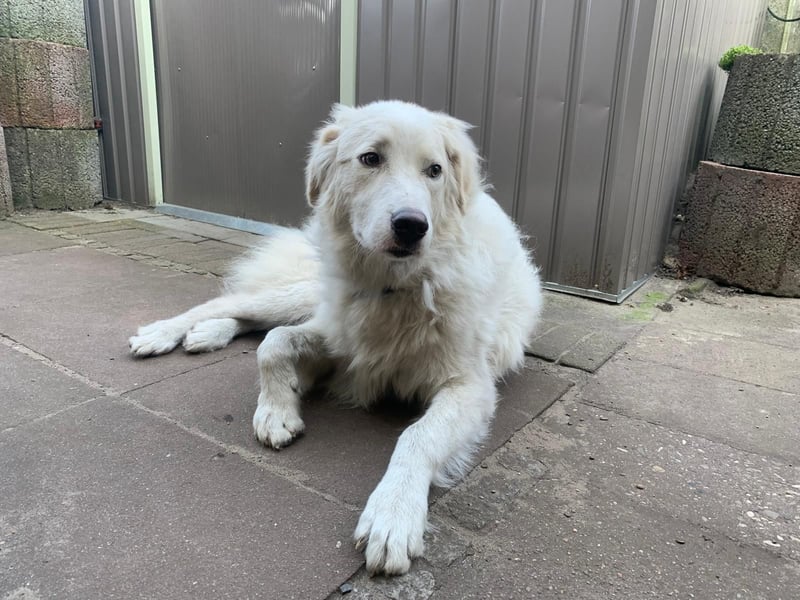 Alain: unkomplizierter Familienhund