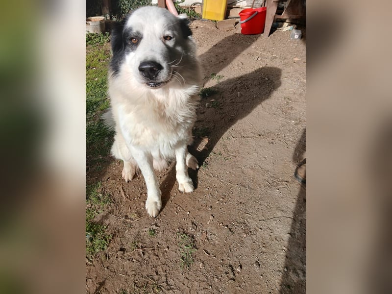Balu