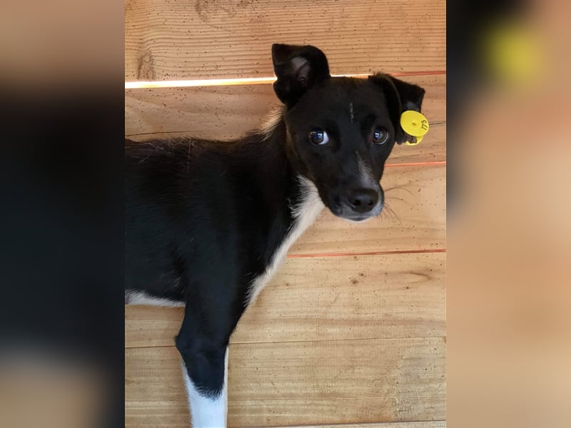 Die ängstliche Dima sucht ein Zuhause oder eine Pflegestelle!