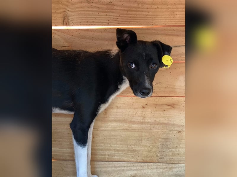 Die ängstliche Dima sucht ein Zuhause oder eine Pflegestelle!