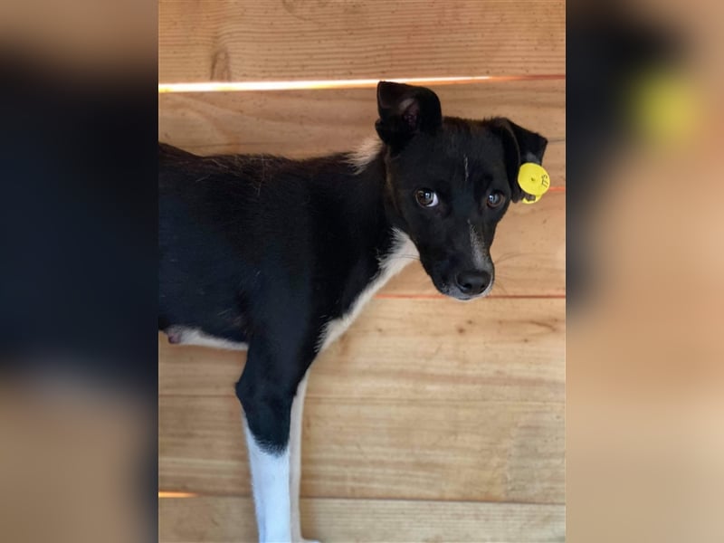 Die ängstliche Dima sucht ein Zuhause oder eine Pflegestelle!