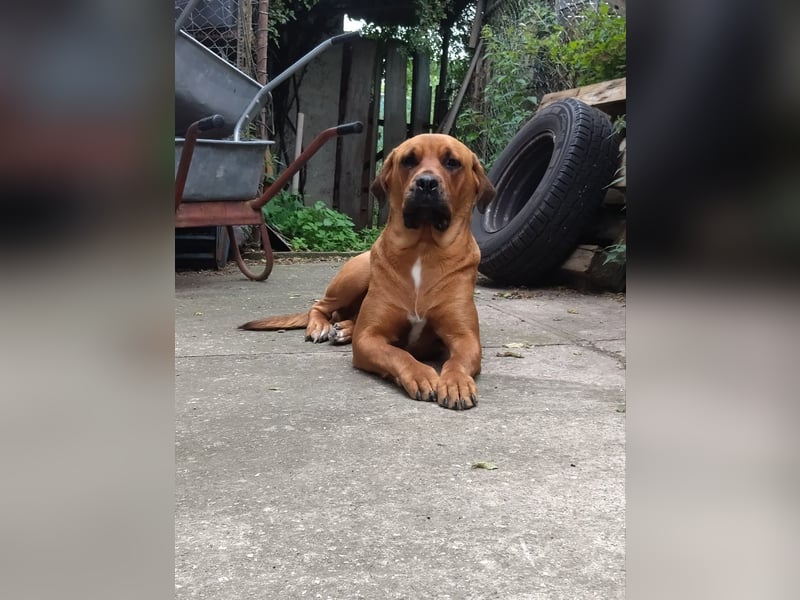 Mastiff-Rottweiler-Labrador Hündin Luna
