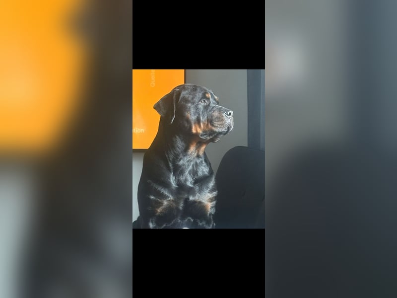Mastiff-Rottweiler-Labrador Hündin Luna