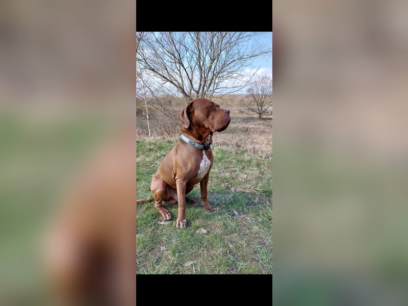 Mastiff-Rottweiler-Labrador Hündin Luna