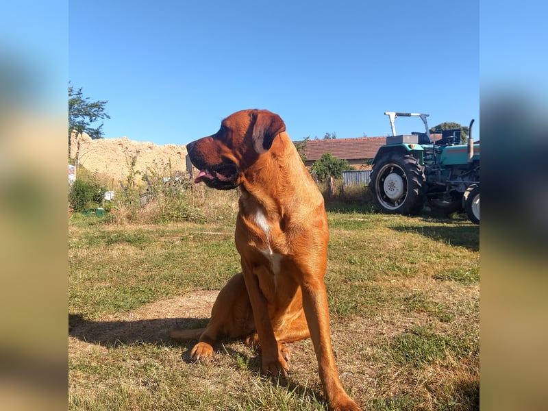 Mastiff-Rottweiler-Labrador Hündin Luna