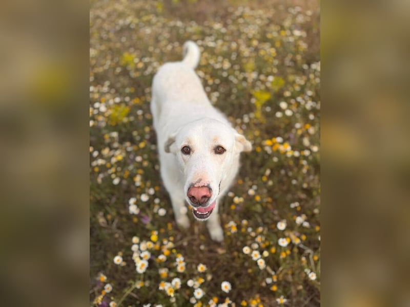 Maya (Spanien) -  sucht ihr Für-immer-Zuhause