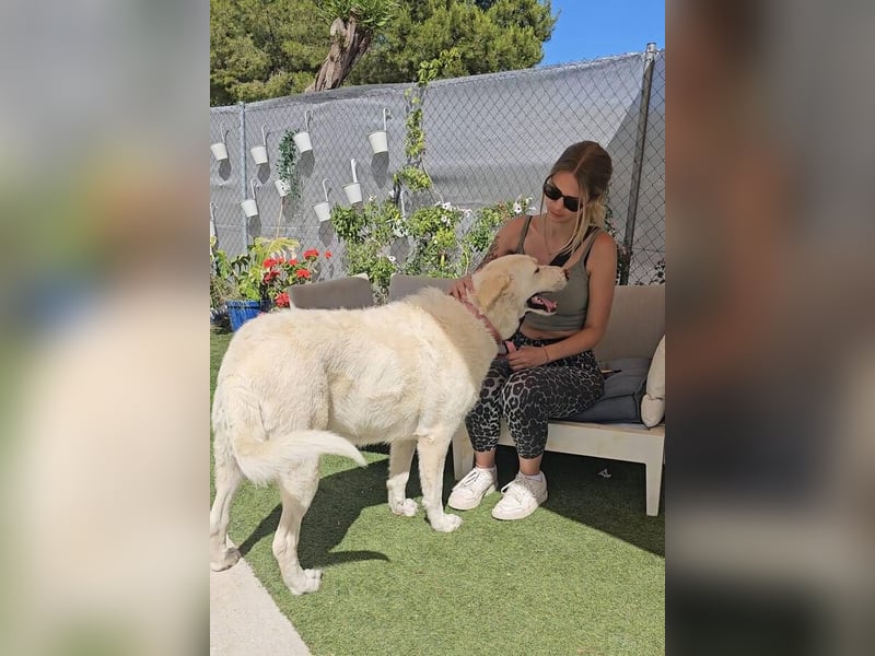 Maya (Spanien) -  sucht ihr Für-immer-Zuhause