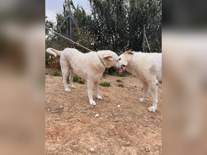 Maya (Spanien) -  sucht ihr Für-immer-Zuhause