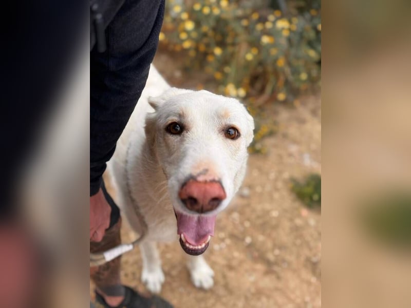 Maya (Spanien) -  sucht ihr Für-immer-Zuhause