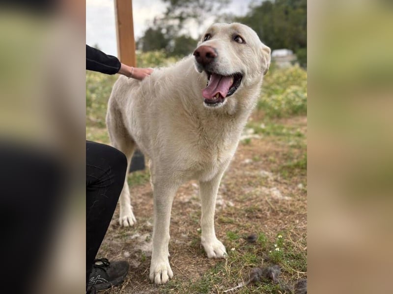 Maya (Spanien) -  sucht ihr Für-immer-Zuhause