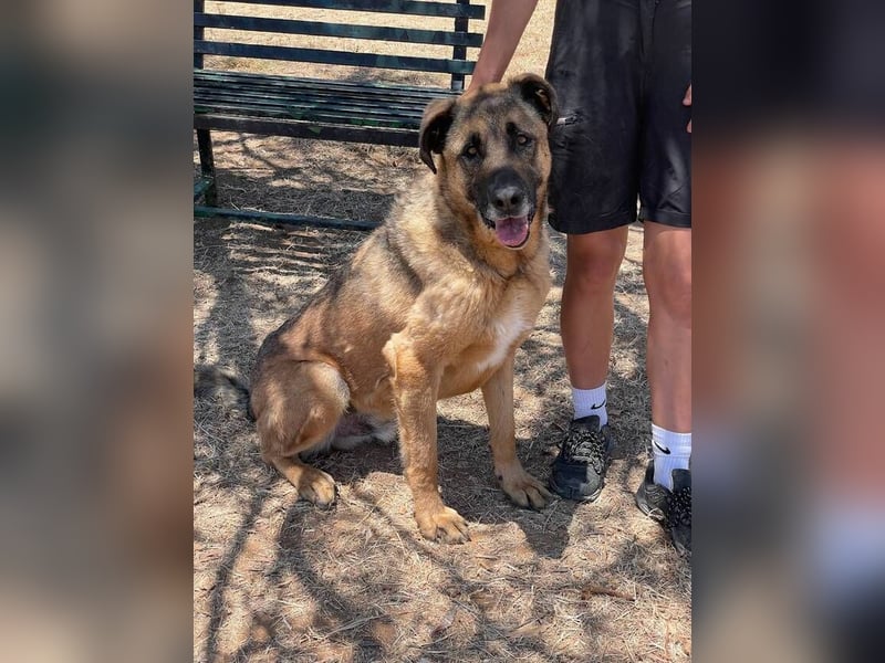 León (Spanien) – imposanter Mastiff mit Herz sucht erfahrenes Zuhause