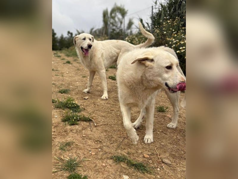 Maya (Spanien) -  sucht ihr Für-immer-Zuhause