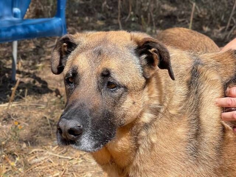 León (Spanien) – imposanter Mastiff mit Herz sucht erfahrenes Zuhause