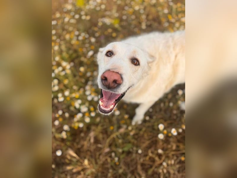 Maya (Spanien) -  sucht ihr Für-immer-Zuhause