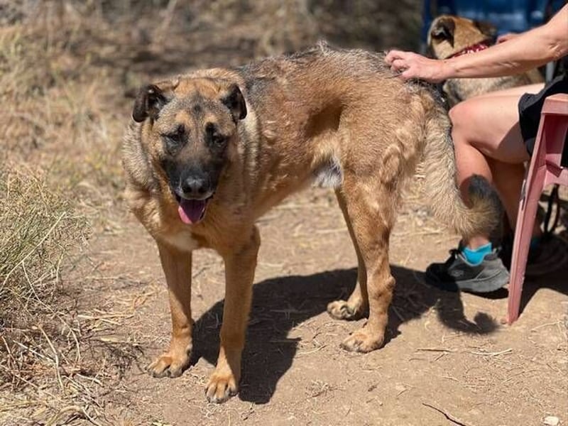 León (Spanien) – imposanter Mastiff mit Herz sucht erfahrenes Zuhause