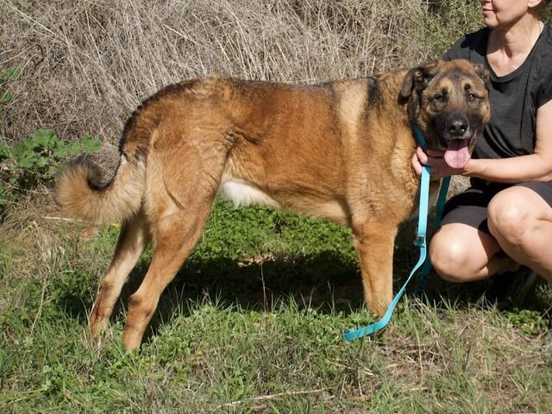León (Spanien) – imposanter Mastiff mit Herz sucht erfahrenes Zuhause