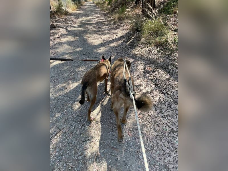 León (Spanien) – imposanter Mastiff mit Herz sucht erfahrenes Zuhause