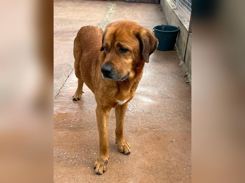 Tommy, ein großer Bär