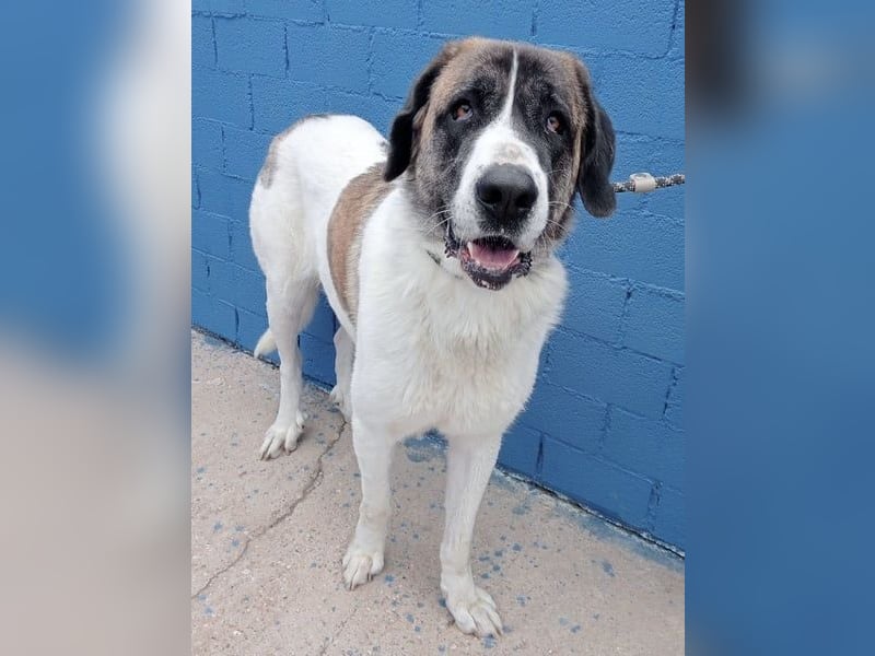 Salsa, eine zarte große Hündin